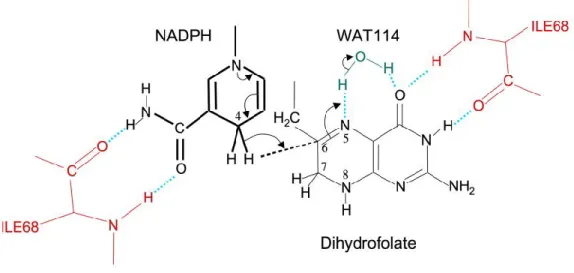 Figure 1-4 Interactions enzyme-substrats et mécanisme catalytique dans le site actif de la DHFR R67