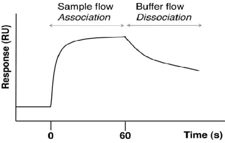Figure 1-8 Sensogramme typique observé par l’utilisation d’un biosenseur en SPR 