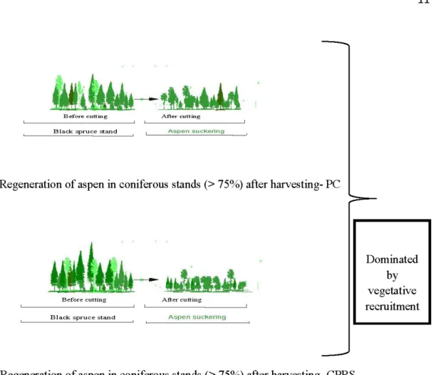 Figure 1.2 Regeneration of aspen in a conifer dominated stand after disturbance. 