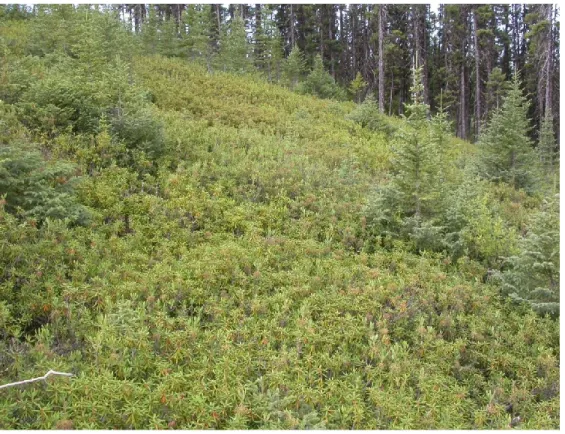 Figure  1.  Site  dominance  by  ericaceous  shrubs,  such  as  Kalmia  angustifolia  and  Rhododendron groenlandicum, after harvest has a significant impact for forest succession,  ecosystem structure and functioning
