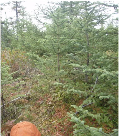 Figure 2.  Paludification reduces rooting zone temperatures, organic matter decomposition  rates,  microbial  activity  and  soil  nutrient  availability  and  ultimately  leads  to  a  decline  in  forest productivity