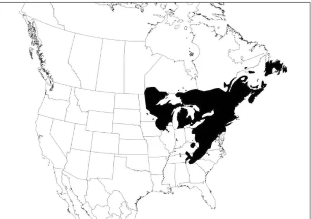 Figure  1.1  Distribution  of eastern  white  pine  in  eastern  North  America  (Adapted  from Abrams 2001)
