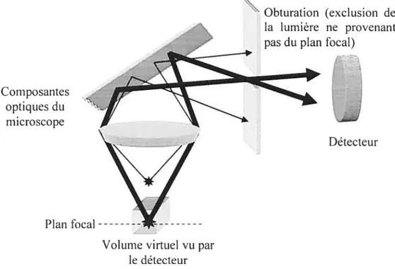 Figure 1.6 Exclusion de la lumière ne provenant pas du plan focal par une obturation (principe de la microscopie confocale)
