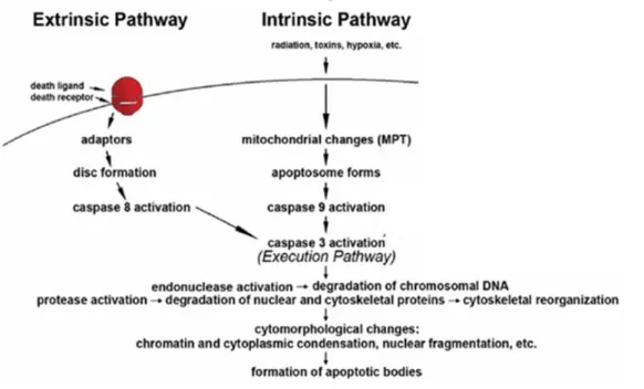 Figure 2: Principales voies de l'apoptose cellulaire (figure modifiée [43]).