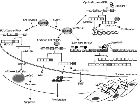Figure 10: Représentation schématique des évènements d’épissage alternatif relatifs à  l’apoptose, la prolifération, l’adhésion et l’invasion cellulaire induits par SAM68 dans le cas du 