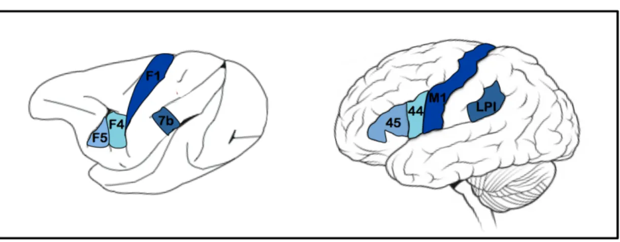 Figure 1. Le système neurones-miroirs chez le singe et l’humain 