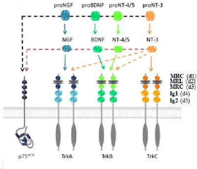 Figure 1.8. Spécificité de liaison des récepteurs neurotrophiques. Le récepteur p75NTR se lie à  l’ensemble  des  neurotrophines  (NGF,  BDNF,  NT-3,  NT-4/5)  de  même  que  les  proneurotrophines (proNGF, proBDNF, proNT-3, proNT-4/5)