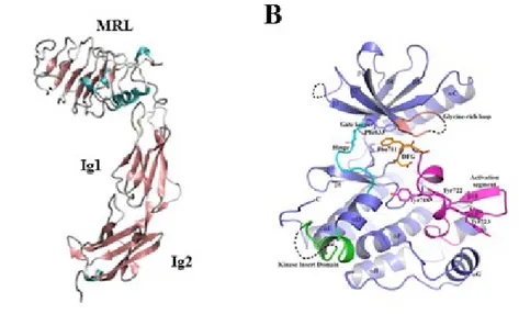 Figure  1.9.  Structure  du  récepteur  TrkB  (A)  Modélisation  homologique  du  domaine  extracellulaire  de  TrkB