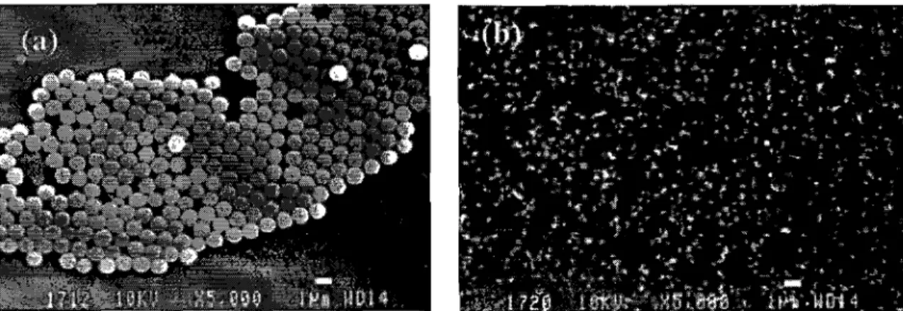 Figure  1.5  Micrographies  obtenues  au  microscope  électronique  à  balayage  de  particules  de  polystyrene:  (a)  contrôle  non  exposé;  (b)  après  15  minutes  d'exposition  à  un  plasma de 02/CF 4  (p  100 mbar; P  =  200 W; F  =  50 sccm;  [CF4