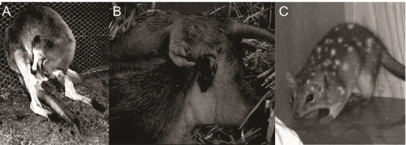 Figure  3  :  Types  de  naissances  observées  chez  les  différentes  espèces  marsupiales