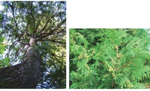 Figure 1. Eastern white cedar (Thuja occidentalis L.).