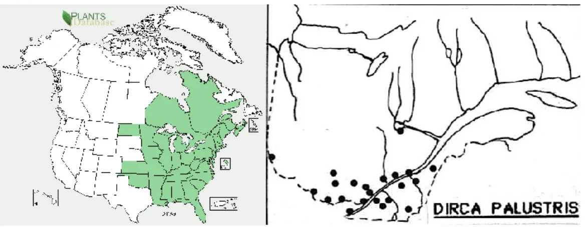 Figure 4. Gauche : provinces et États où l’on retrouve Dirca palustris L. (United States Department of  Agriculture, 2012)