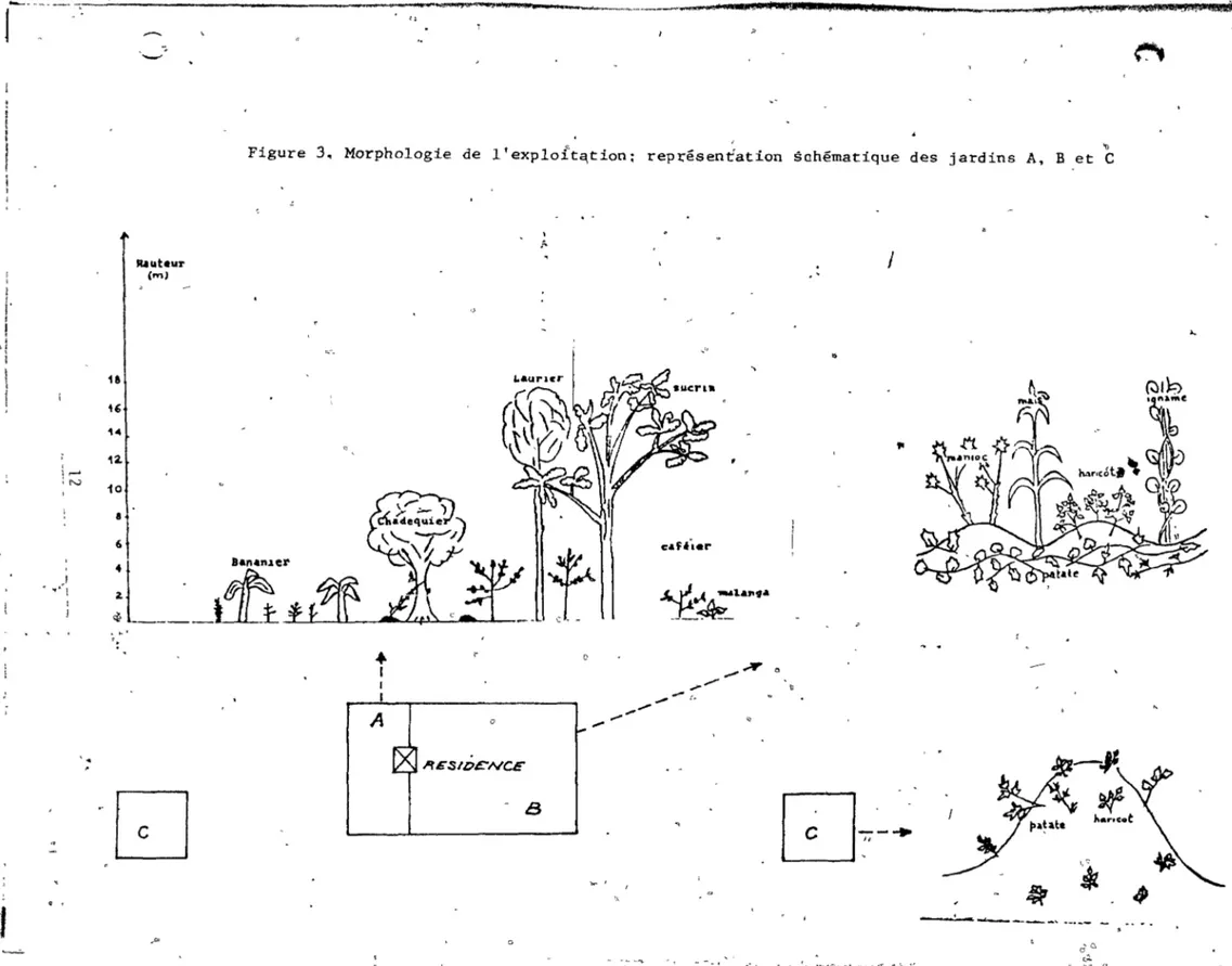 Figure  3.  Morphologie  de  l'exploit 9 tion:  représentation  schématique  des  jardins  A