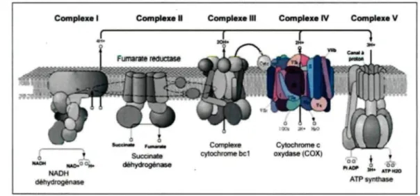 Figure 2 : Chaîne de transport des électrons (modifiée de l'originale (20)). L'enzyme COX