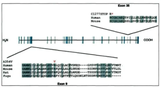 Figure 4: Structure du gène leucine-rich pentatricopeptide repeat containing (LRPPRC) (18)