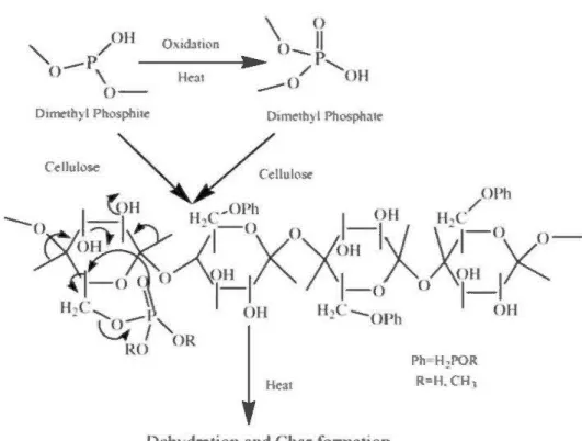 Figure 1.15: Mécanisme de phosphorylation et la pyrolyse  de la cellulose (Gaan  et  Sun 2007) 