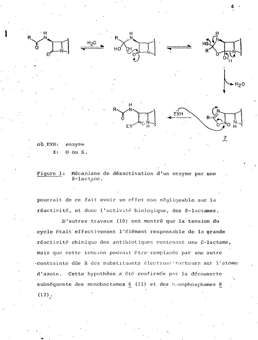 Figure  1:  Mécanisme  de  désactivation  d'un  enzyme  par  une  S-lactp.rnc. 