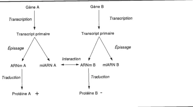 FIG. 1.3 — Nouvelle Perspective pour la recherche des miARN : Étant donné que les miARN peuvent se retrouver dans les introns, un gène peut coder en même temps une protéine et un miARN