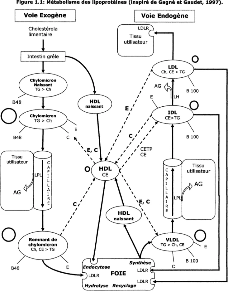 Figure 1.1: Métabolisme des lipoprotéines (inspiré de Gagné et Gaud et, 1997).