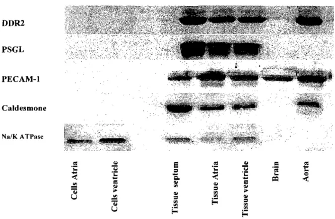 Figure 11.  Vérification des  la  pureté des cardiomyocytes recueuillis  par isolation enzymatique