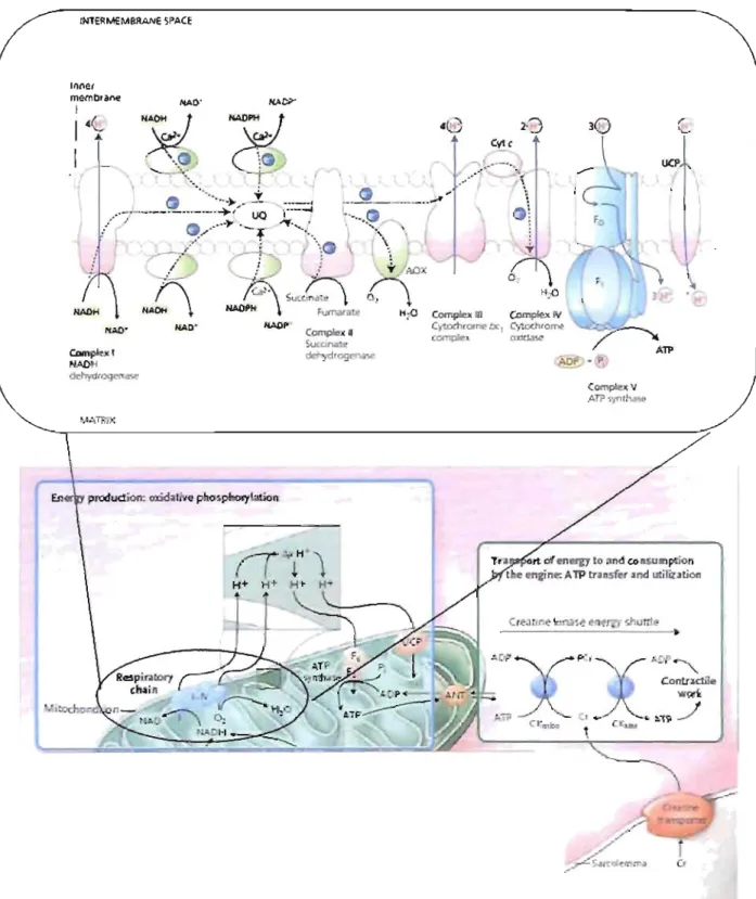 Figure 3. Production et transport d'énergie dans le card iomyocyte. Le NADH est produit par le  cycle de  Krebs