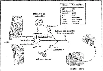 Figure 1.  Cascade d'événements suite à une lésion  tissulaire. La lésion entraîne le relâchement de  substances pro-nociceptives qui sensibilisent les  nocicepteurs;  source de 1 'hyperalgésie primaire