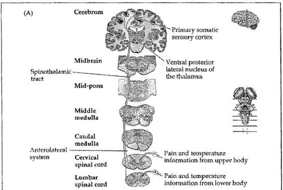Figure 2. Voie spinotbalamique. Voie principale qui  conduit au cortex  cérébral les informations périphériques relatives à la douleur et à la  température (tiré de Purves, 2004) 