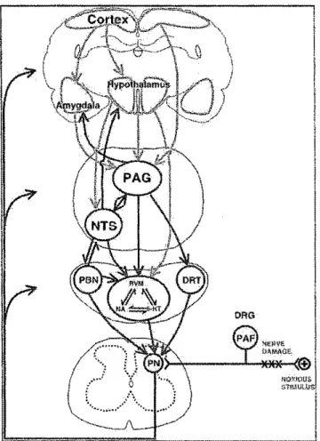 Figure 5.  Schématisation de divers systèmes inhibiteurs descendants  s'exerçant sur la transmission spinale des messages nociceplifs