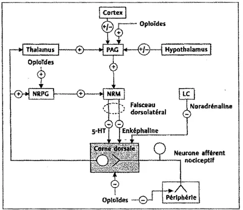 Figure 6.  Sites d'action principaux des opioïdes au niveau des voies de la  douleur. Les opioïdes excitent les neurones au niveau de la substance grise  périaqueducale (PAG) et du noyau réticulé paragigantoce!lulaire (NRPG),  qui se projettent alors sur l