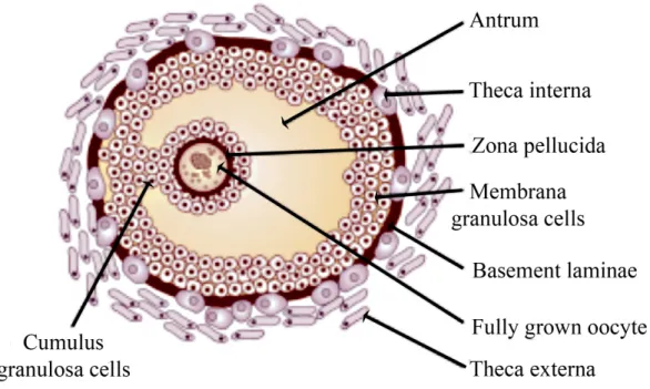 Figure 1:  Schematic representation of a pre-ovulatory mammalian  follicle. The cell types comprising the follicle are shown; the fully grown  oocyte and cumulus granulosa cells