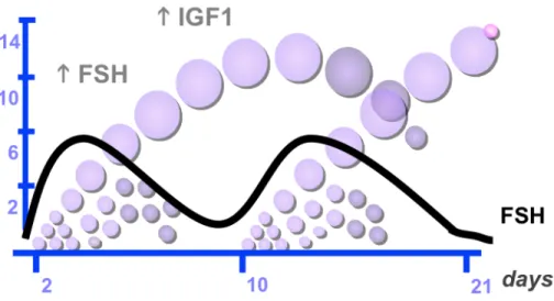 Figure 4: FSH regulation. Representation of a two follicular wave bovine  cycle, each follicular wave is preceded by an increase in FSH blood levels 