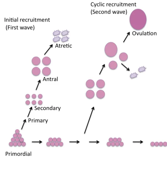 Figure  5:  Recruitment  of  bovine  ovarian  follicles.  Bovine  follicle  recruitment  in  two-wave  pattern,  showing  initial  and  cyclic  recruitment  (McGee and Hsueh, 2000)