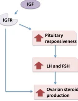 Figure 7: IGF effect on steroid production. Relationship between IGF  receptor (IGFR) and the increase in the production of ovarian steroids 