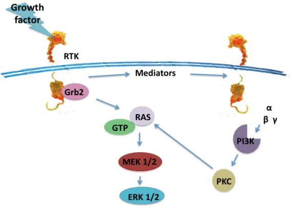 Figure 8: RTK signaling. Transactivation of multiple pathways of  ERK/MAPK signaling by RTK activation (Wetzker and Bohmer, 2003)