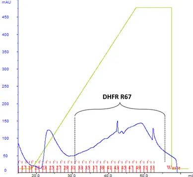 Figure 2.1. Chromatogramme de purification de la DHFR R67 avec un  gradient linéaire en imidazole