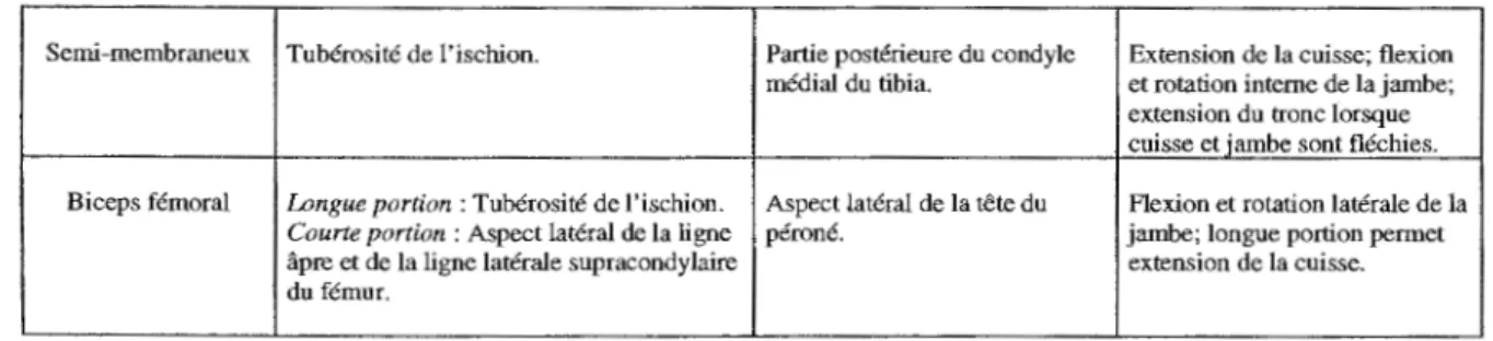 Tableau 2:  Muscles responsables du retour de la cuisse vers l'axe central lors du  coup de patin (Moore, 1992)