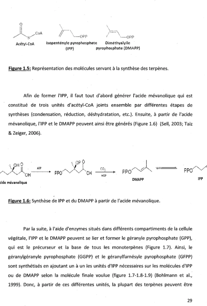 Figure 1.6: Synthèse de IPP et du DMAPP à partir de l'acide mévanolique.
