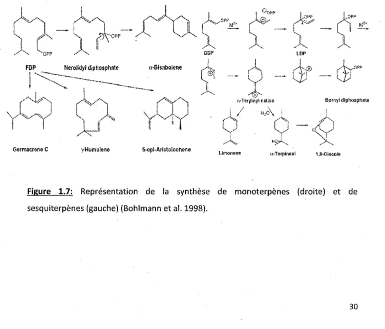 Figure 1.7: Représentation de la synthèse de monoterpènes (droite) et de sesquiterpènes (gauche) (Bohlmann et al