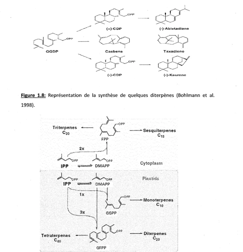 Figure 1.9: Voie de synthèse des différentes familles de terpènes {Bohlmann et al.