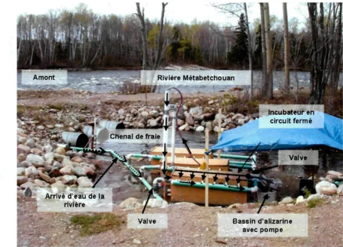 Figure 2. Installation amovible des incubateurs à la rivière Métabetchouan pendant le marquage avec schéma représentant par où transite l'eau provenant de la rivière ( ••••&gt; ) et lorsque le circuit fermé est en fonction (  — • )