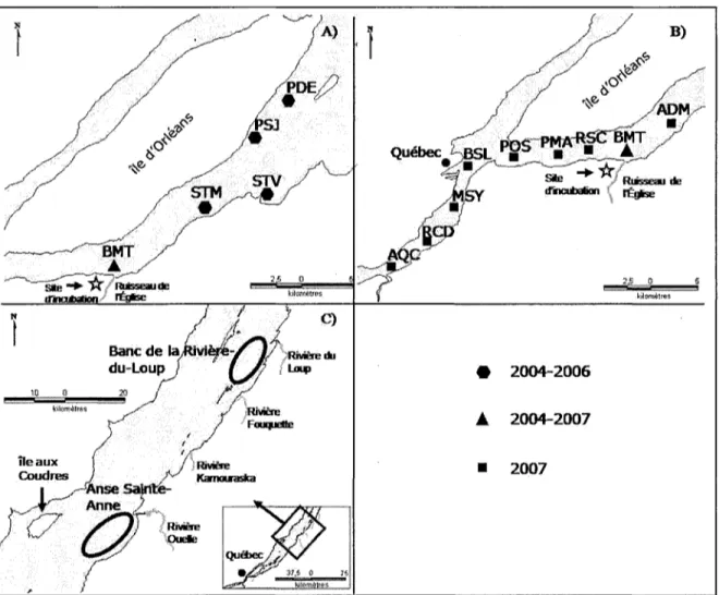 Figure 5. Transects et stations d'échantillonnage dans l'estuaire du Saint-Laurent (A) lors de la dévalaison larvaire de 2004 - 2006 (B) de 2007 et (C) lors des campagnes d'échantillonnages des mois de juillet 2005 - 2006