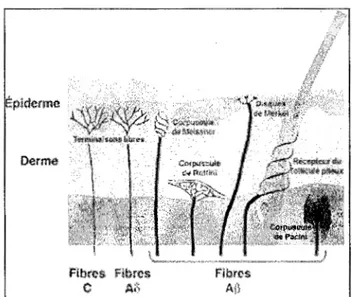 Figure 5.  Principaux récepteurs cutanés  (Le Bars et Willer, 2004). 