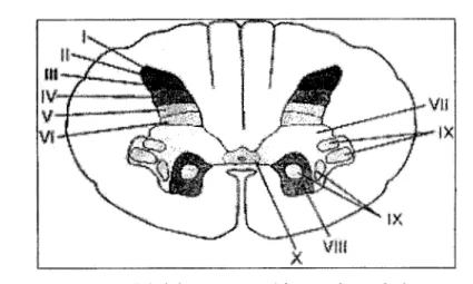 Figure  7.  Division cyto-architectonique de la  moelle épinière selon REXED (MerckSource, 2005)