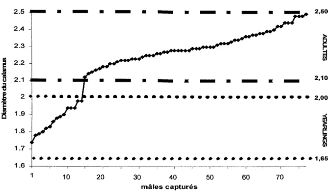 Figure  1.  Répartition  des  mâles  adultes  (&gt;  21  mois)  et  des  jeunes  nés  l'été  précédent  (&#34;yearlings&#34;),  déduite  des mesures du  diamètre  du  calamus de  la  plume primaire (PX),  selon  la méthode de  Szuba et al