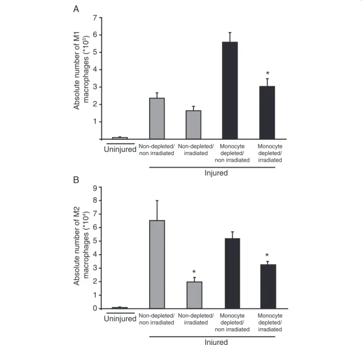 Figure 4 Irradiation modulates M1 and M2 macrophage accumulation in TA muscle. Hind limb was submitted to 20 Gy 24 h before injury to inhibit proliferation of resident cells