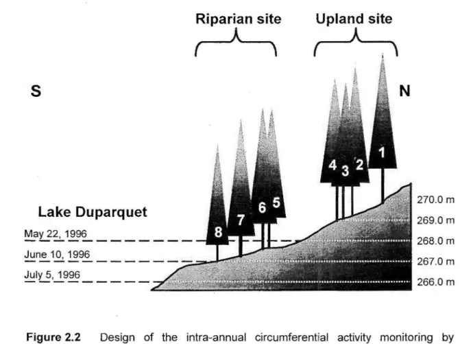 Figure  2.2  Design  of  the  intra-annual  circumferential  activity  monitoring  by  manual band  dendrometers on  eastern white-cedar