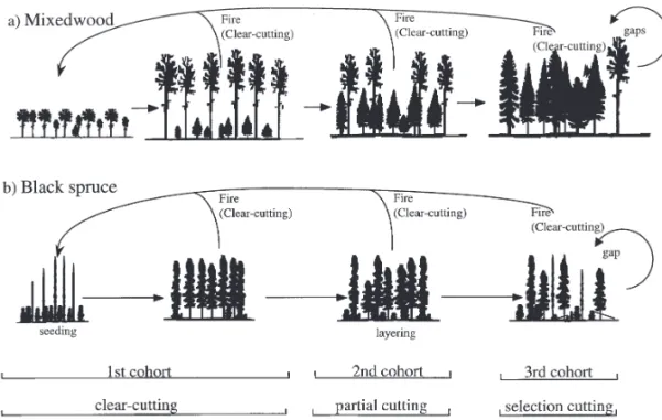 Fig. 4. Natural stand dynamics and silviculture proposed for a) the boreal mixedwood and b)  the black spruce boreal zones