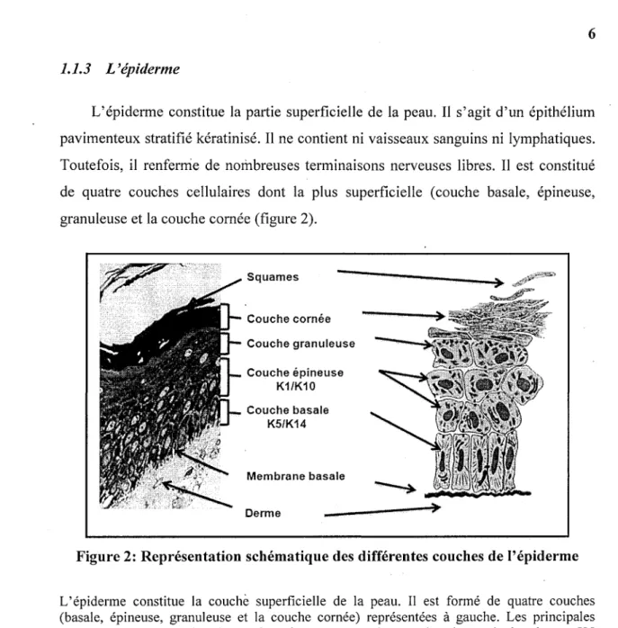 Figure 2: Représentation schématique des différentes couches de l'épiderme L'épiderme constitue la couche superficielle de la peau