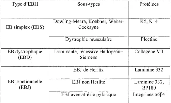 Tableau 3: Les principales catégories d'EBH et leur défaut moléculaire. Type d'EBH EB simplex (EBS) EB dystrophique (EBD) EB jonctionnelle (EBJ) Sous-types