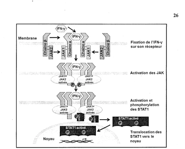 Figure 6 : Représentation schématique de la voie de signalisation d'IFN-y